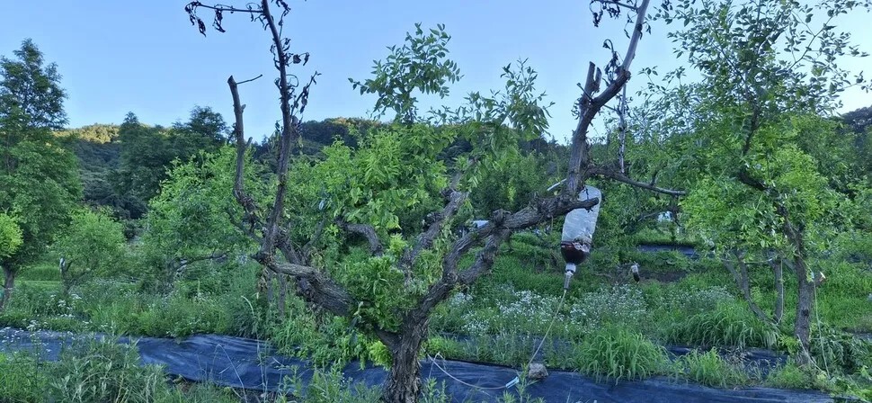 농막 7년차…‘대추나무 암’에 눈…
