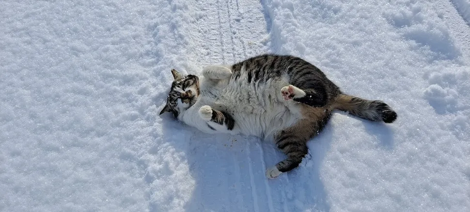 ‘필살 애교’ 길냥이, 앞발로 툭…